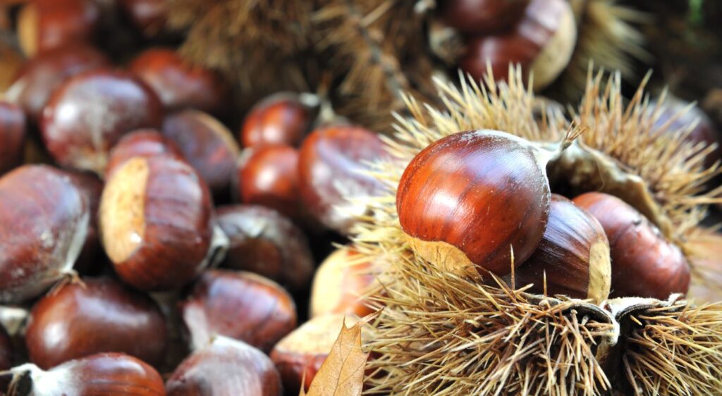 châtaignes