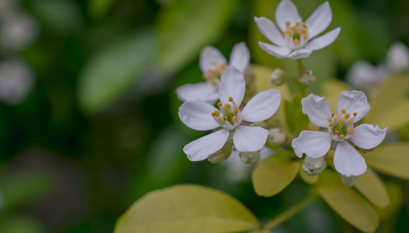 Choisya Pearl Aztèque