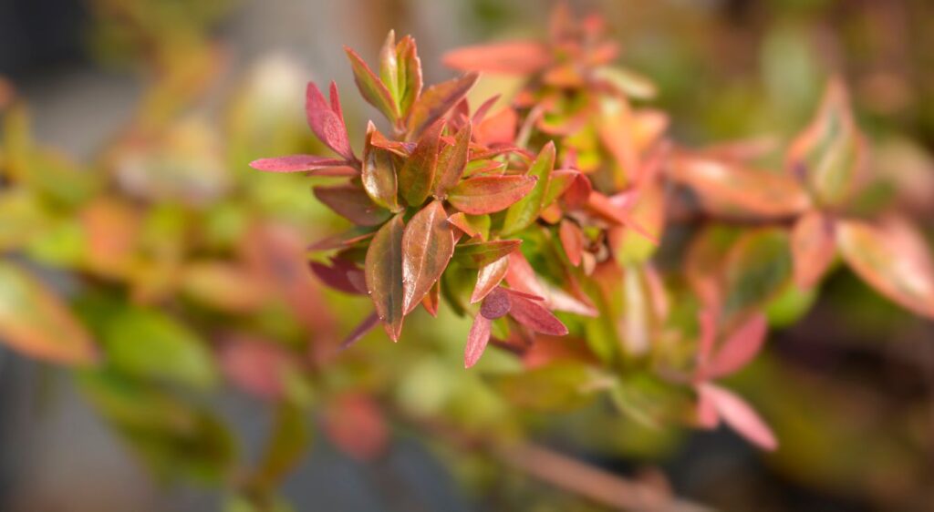 Abelia Kaleidoscope