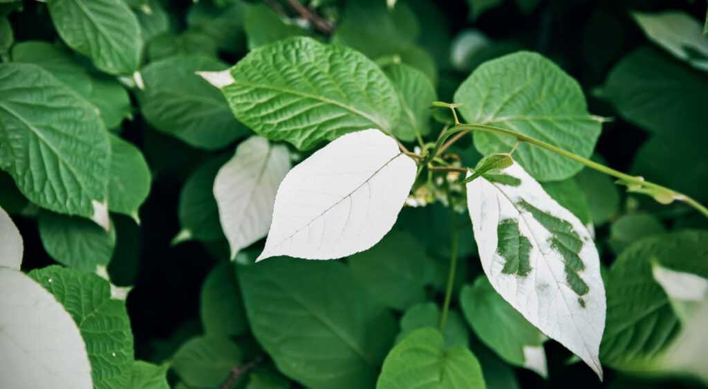 Actinidia kolomikta