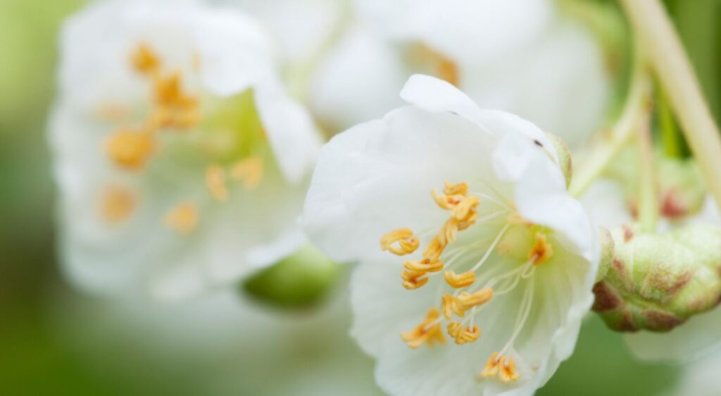 kiwi kolomikta actinidia