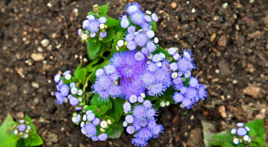 plant agératum bleu