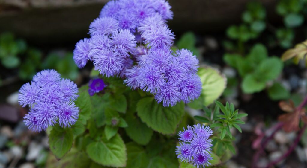 agératum bleu plant
