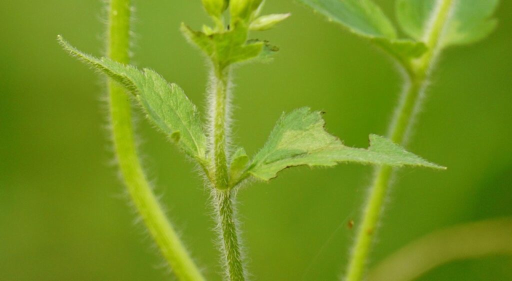Ageratum conyzoides plant