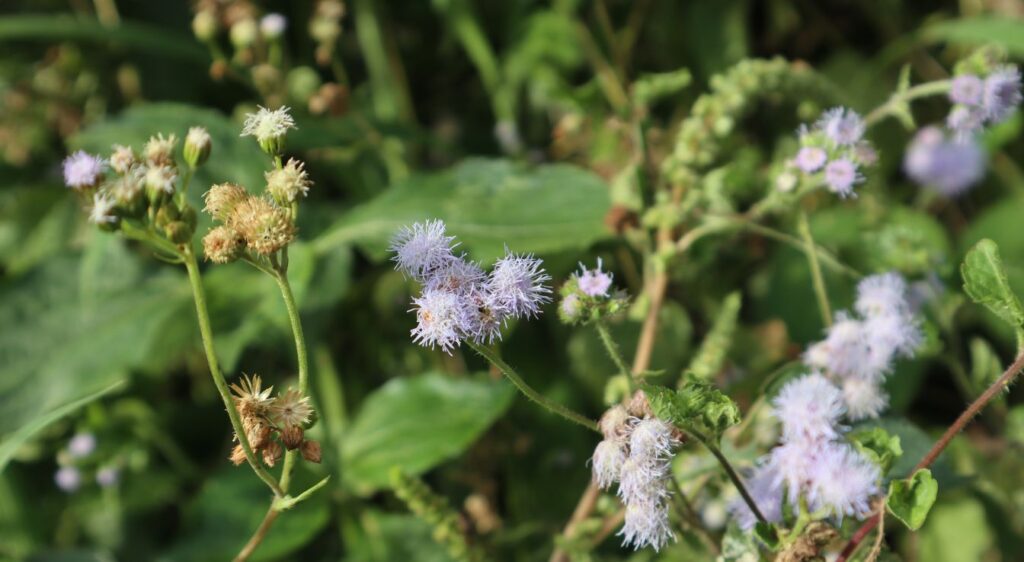 plant Ageratum conyzoides