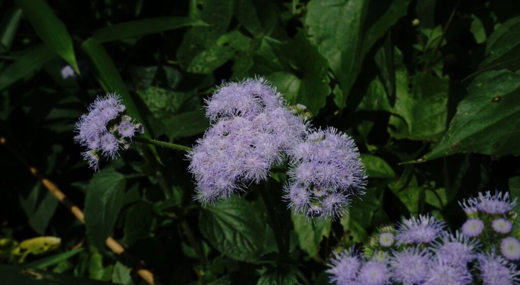 Ageratum conyzoides fleur