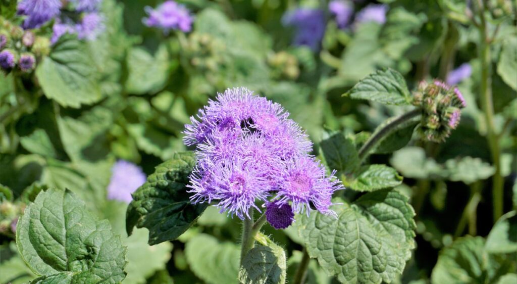 Ageratum mexicanum fleur