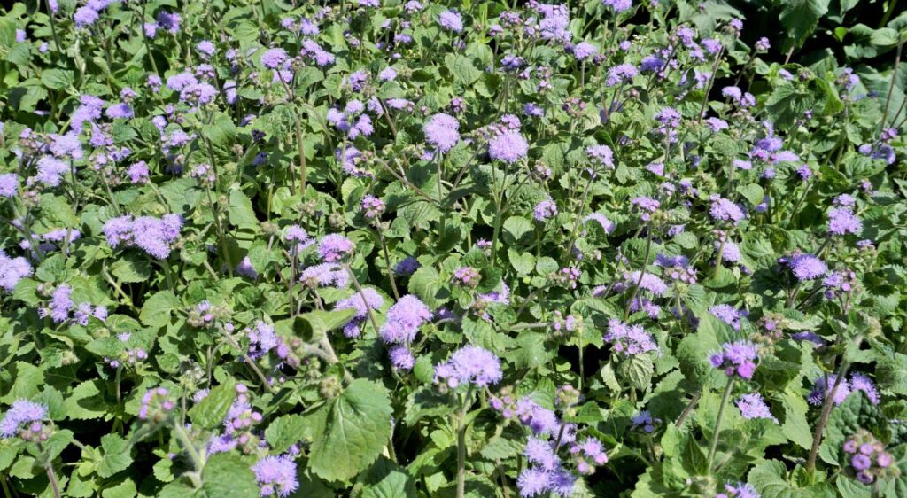 Ageratum mexicanum plante