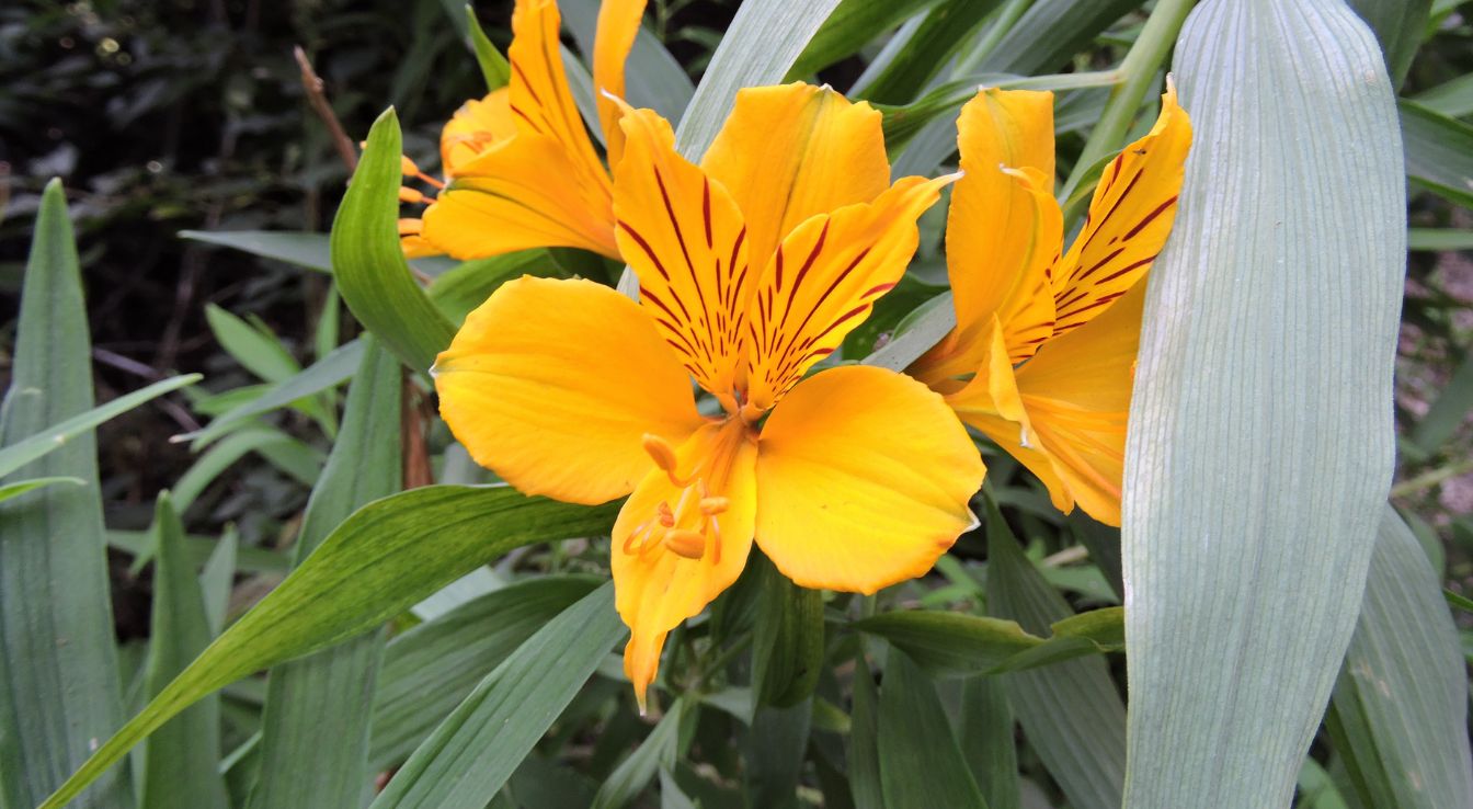 alstroemeria aurea​