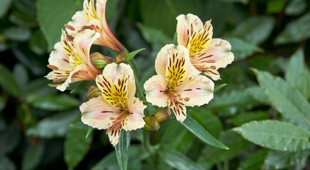 Alstroemeria psittacina mona lisa