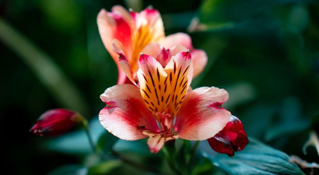 Alstroemeria psittacina