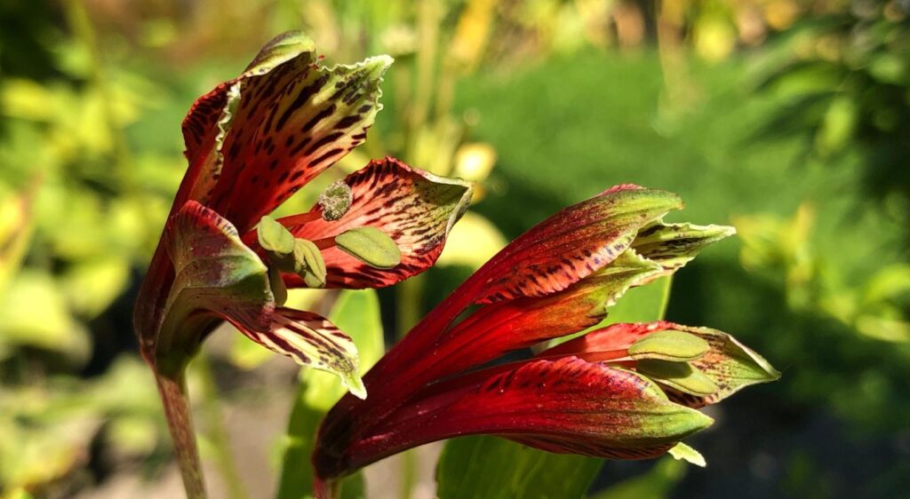 Alstroemeria psittacina 'Variegata'