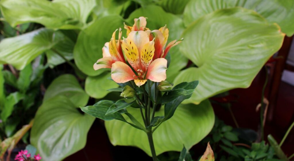 Alstroemeria psittacina 
