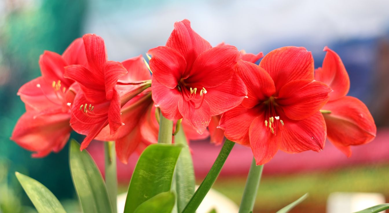 Amaryllis fleur