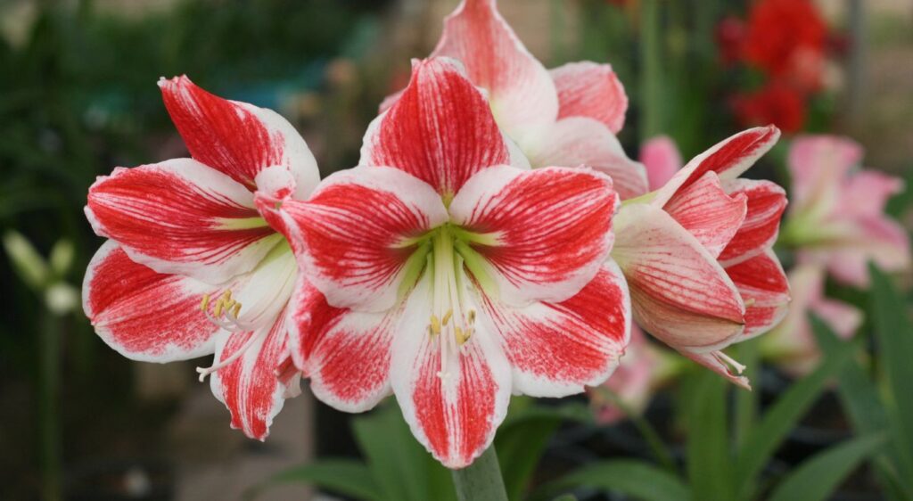 Amaryllis