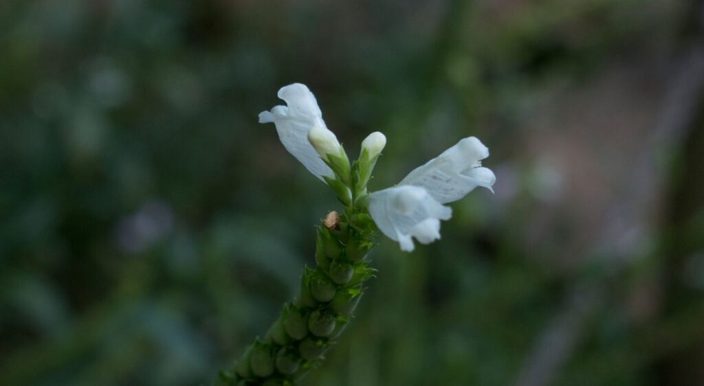 Ammi majus plant