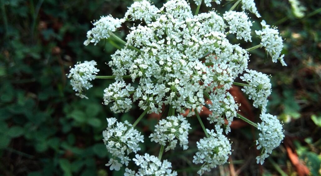 plant Ammi majus