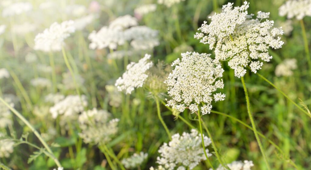 fleurs Ammi majus