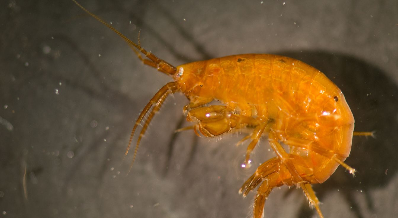 Amphipode : Guide Complet Sur Ce Petit Crustacé Fascinant