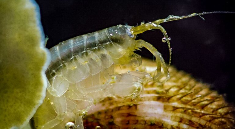 Amphipode : Guide Complet Sur Ce Petit Crustacé Fascinant