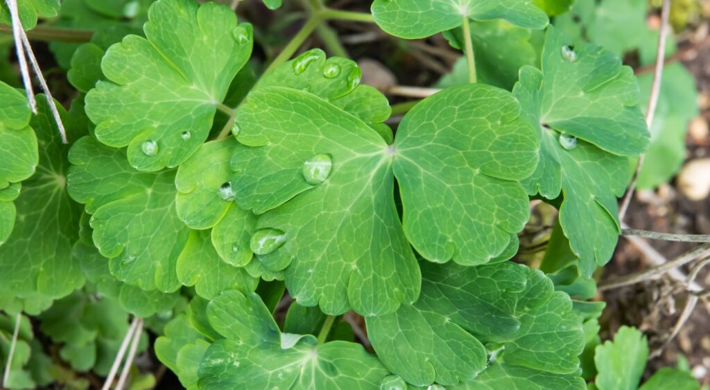 Ancolie des Alpes feulle