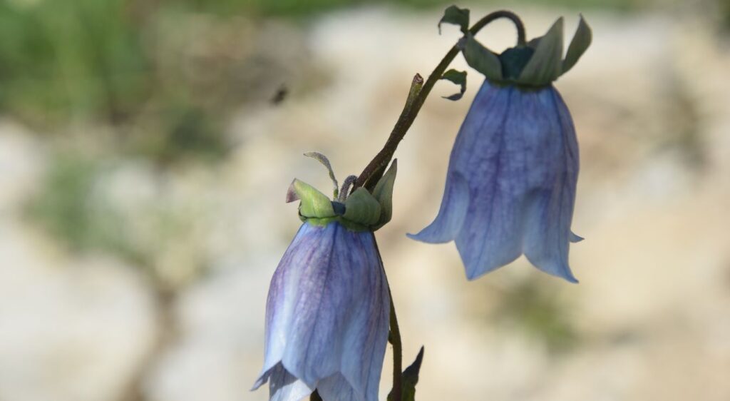 Ancolie des Alpes fleur