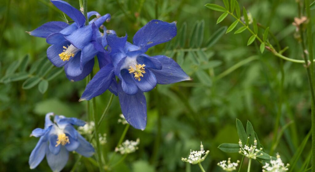 Ancolie des Alpes plant