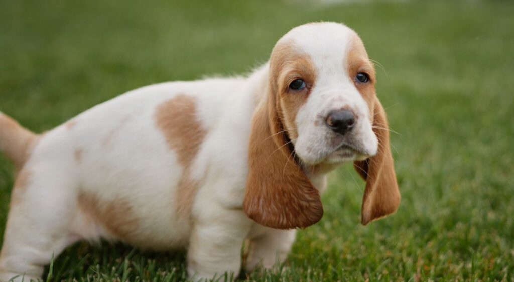 Basset Hound