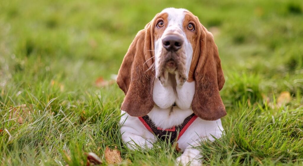 Basset Hound