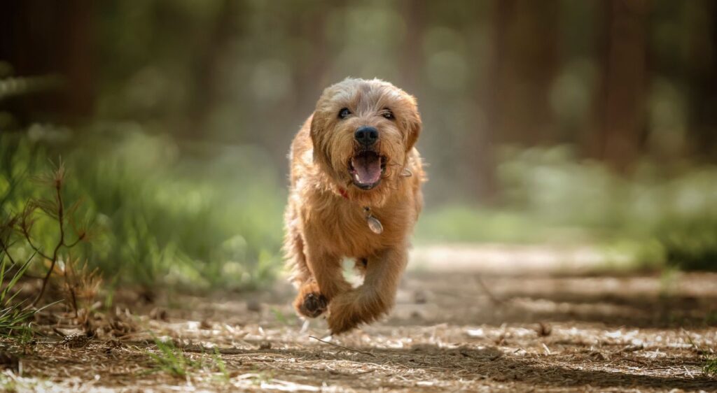 Basset fauve de Bretagne