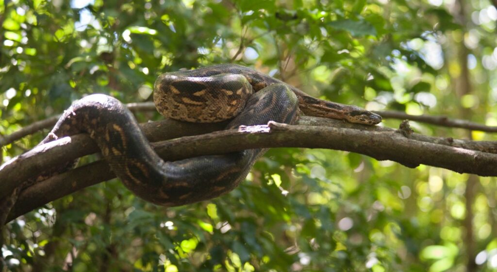 Boa de Madagascar