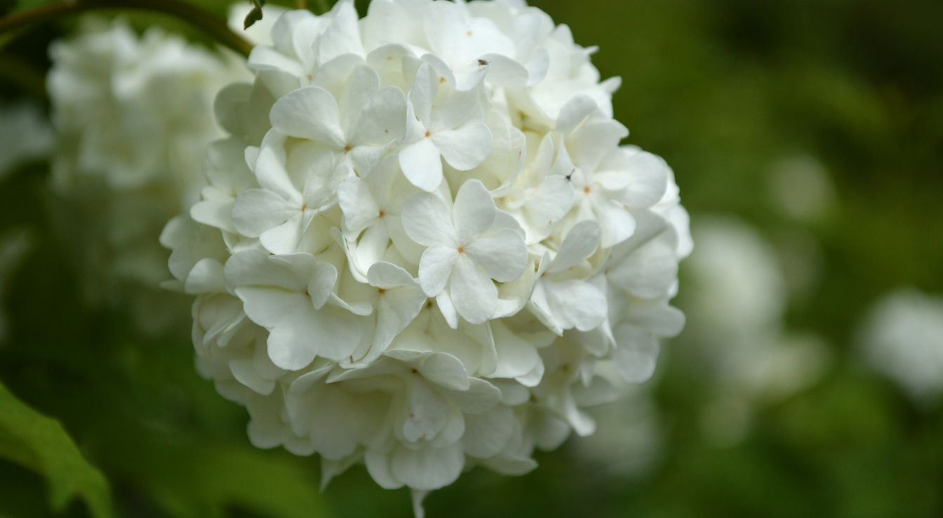 Bouturage de l’hortensia