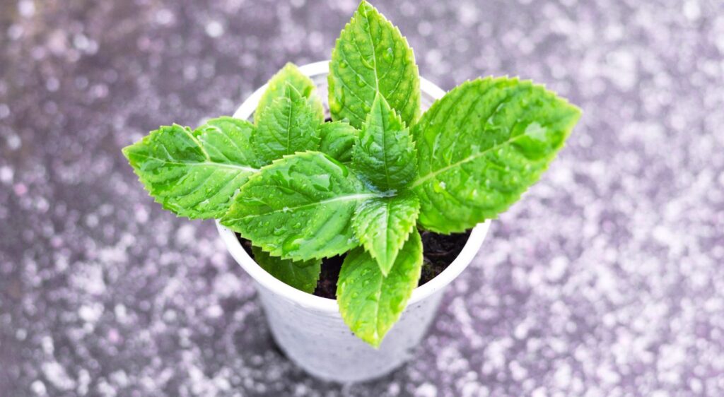 Bouturage de l’hortensia plant