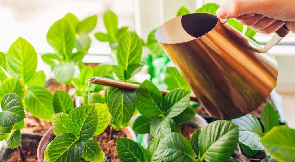 plant Bouturage de l’hortensia