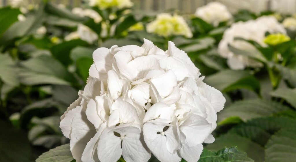 Bouturage de l’hortensia fleur