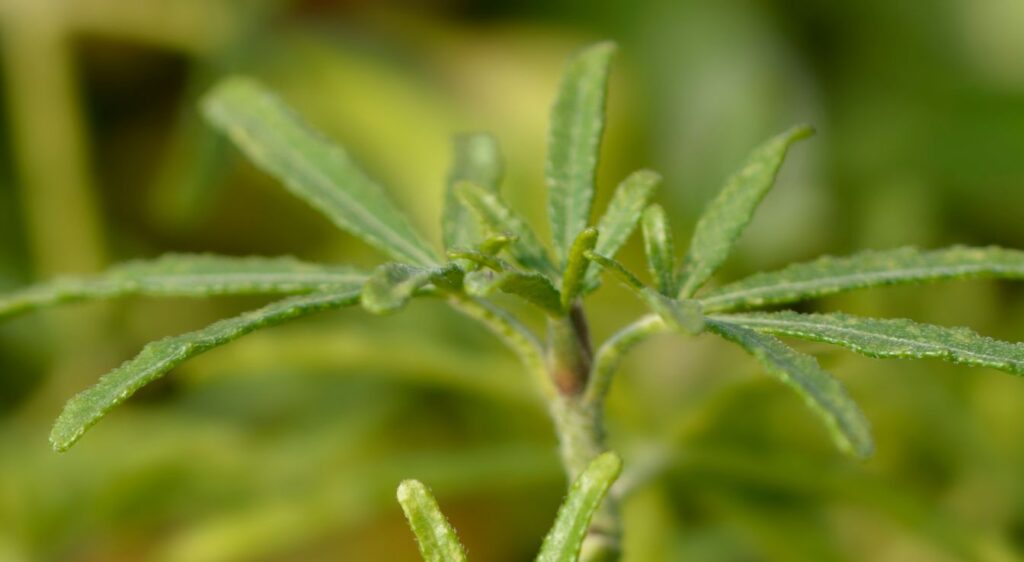 jeune Choisya Pearl Aztèque