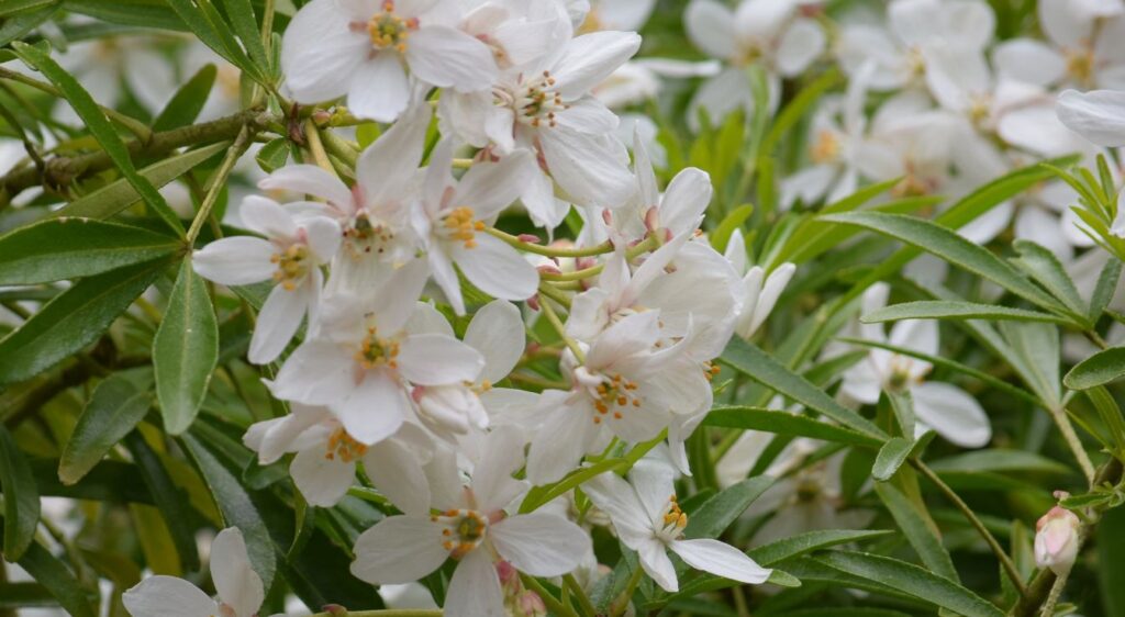 choisya white dazzler fleur