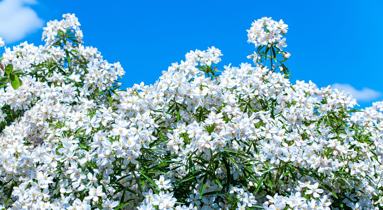 choisya white dazzler