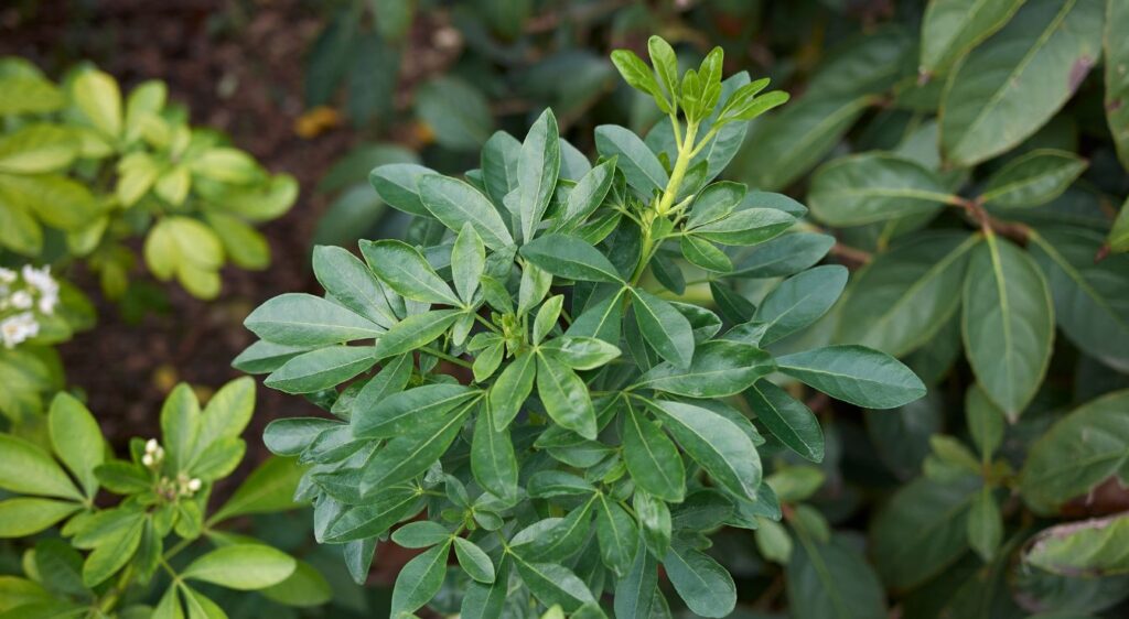 choisya ternata mexican orange