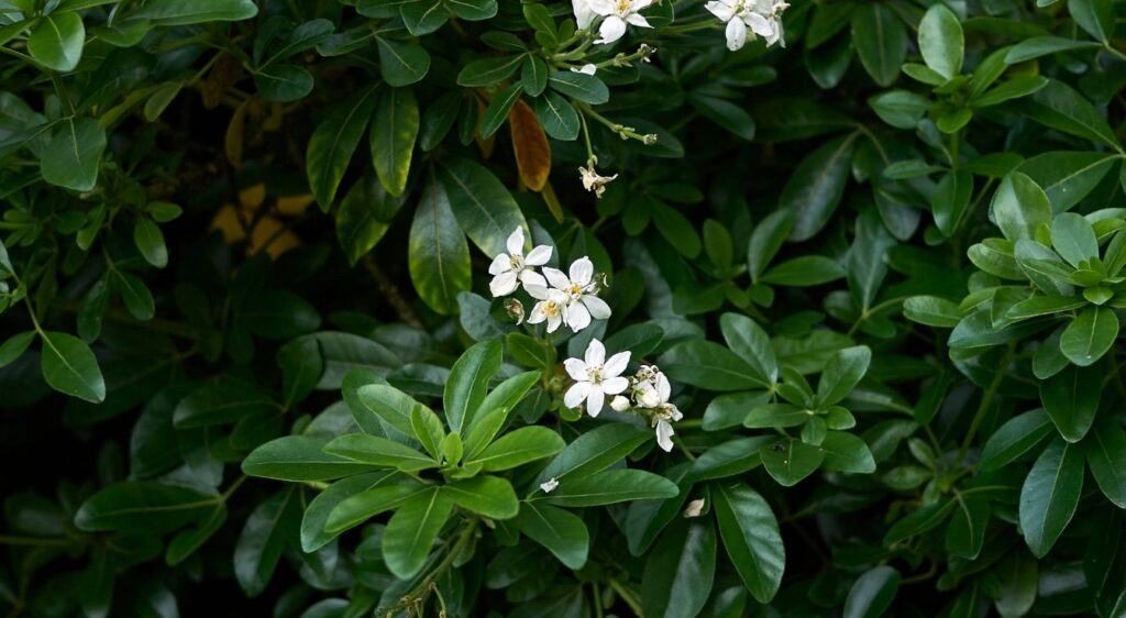 choisya ternata plant