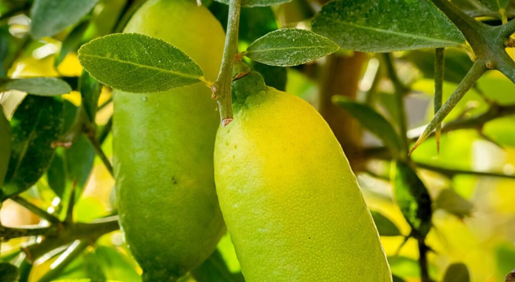 Citron caviar fruit arbre