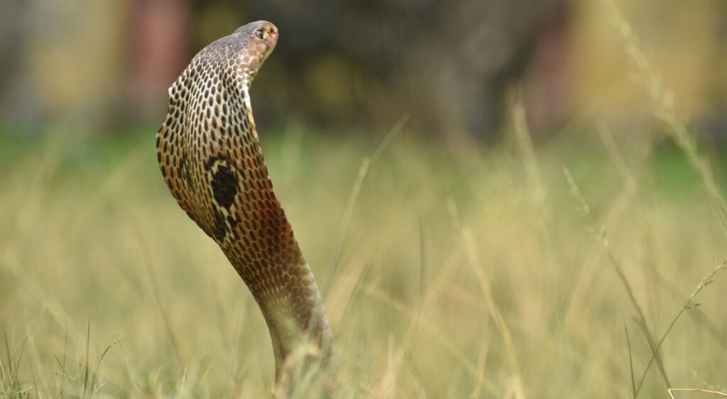 Cobra indien