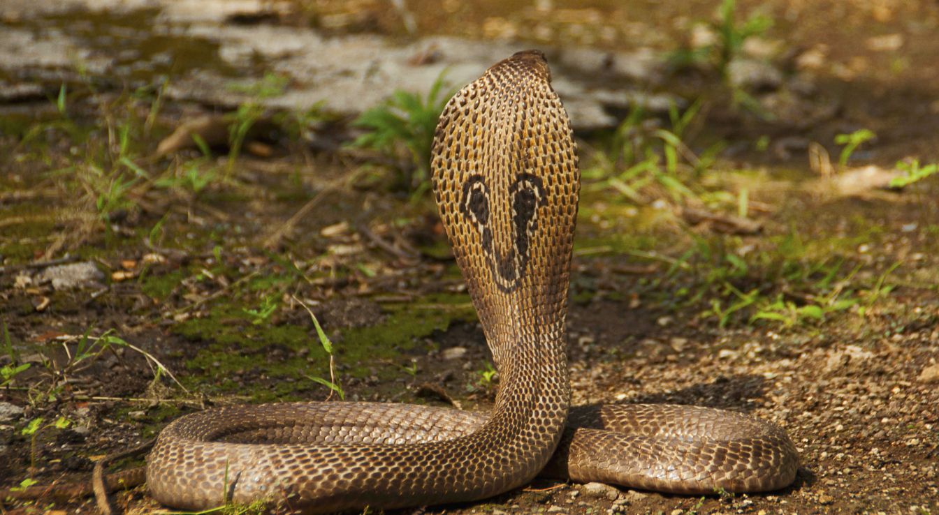 Cobra indien
