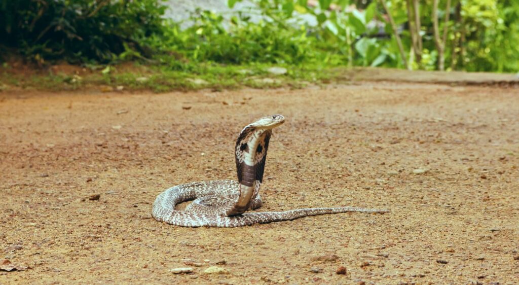 Cobra indien