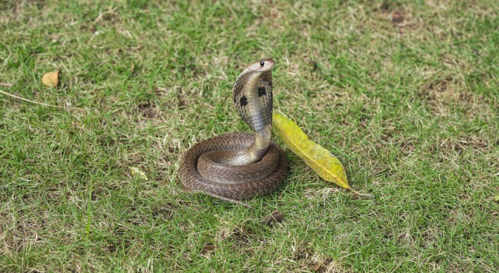 Cobra indien