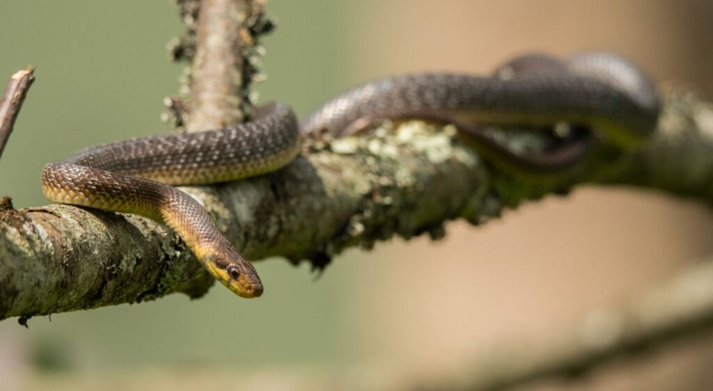Couleuvre d’Esculape