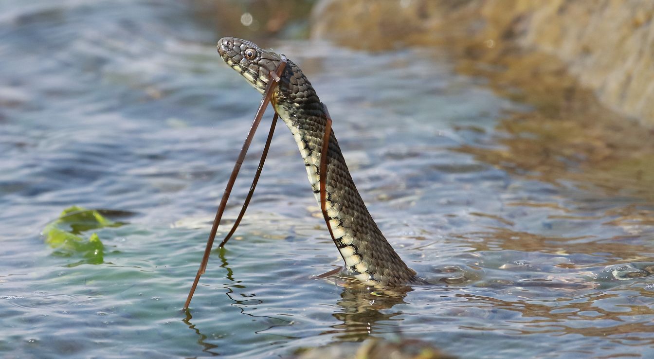 Couleuvre d'eau