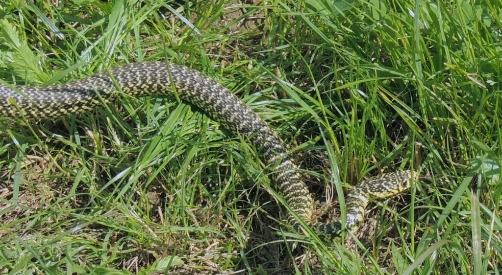 Couleuvre verte et jaune