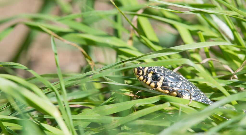 Couleuvre verte et jaune
