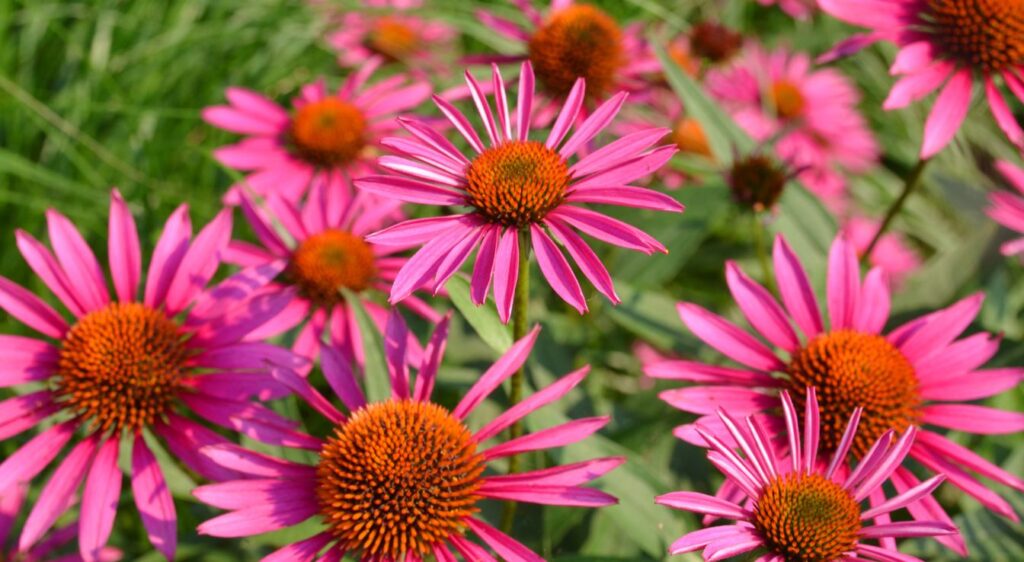 a quoi sert echinacea angustifolia